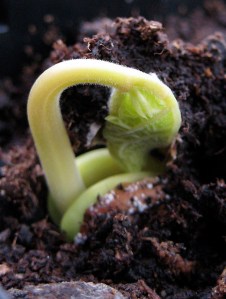 sprouting_seed
