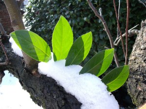 leaves_snow