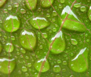 rain_leaf