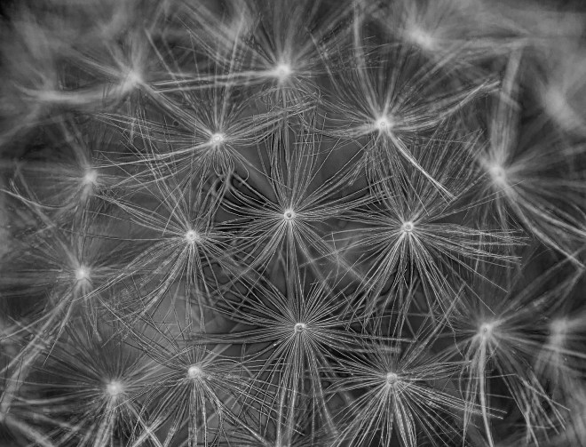 dandelion matrix