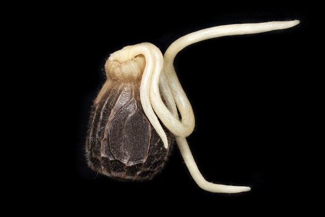 coriander-seed-sprouting